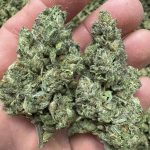 A2 32% THCa FLOWER - LEMON CHERRY GELATO (HYBRID)- AAA Indoor